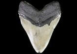 Large, Fossil Megalodon Tooth - North Carolina #75531-5